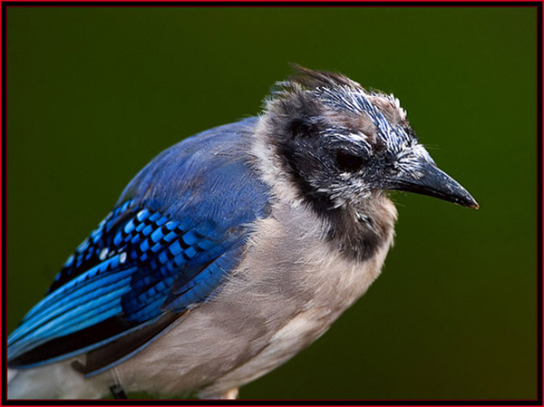 A Scruffy Blue Jay