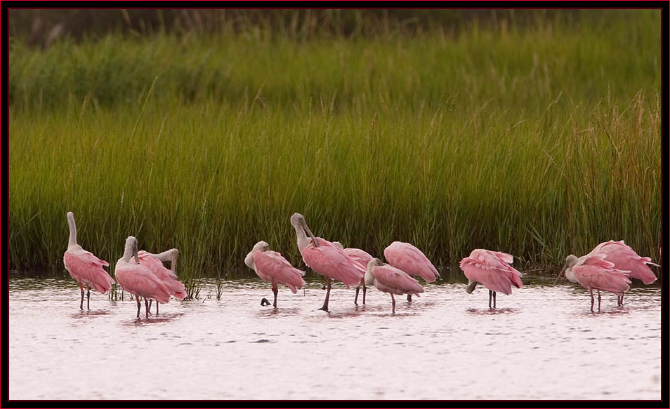 Roseate Spoonbills