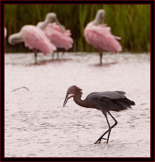 Reddish Egret with Catch