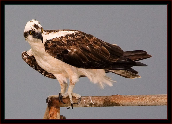 Osprey at Huguenot Park