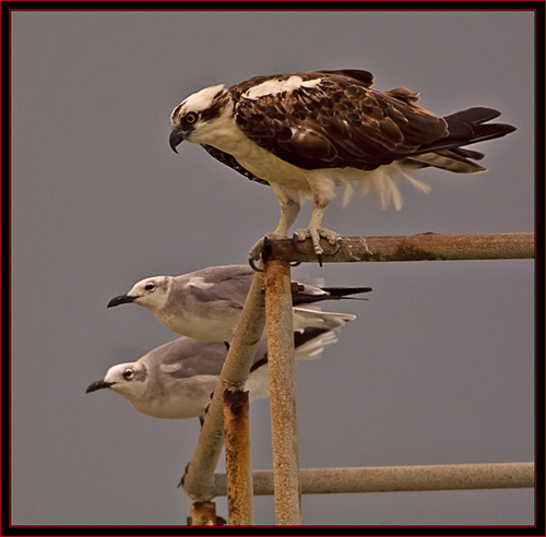 Osprey & Pals