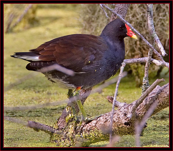 Common Moorhen