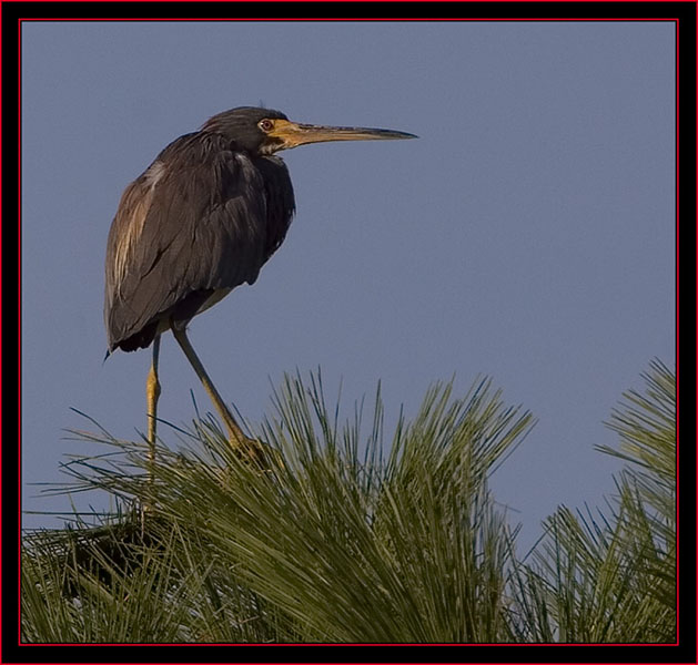 Little Blue Heron