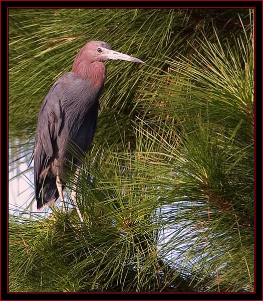 Reddish Egret