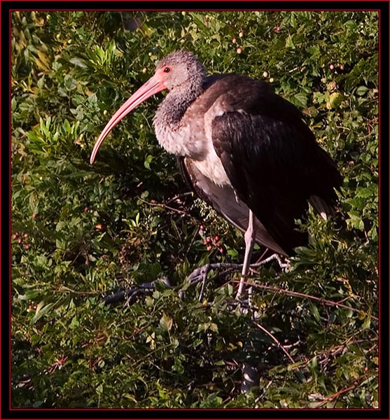 White Ibis