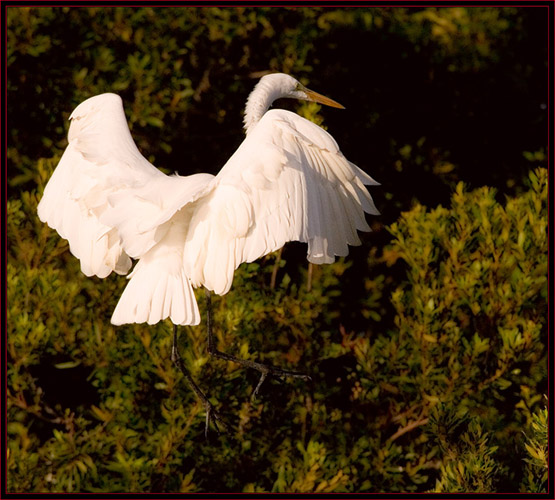 Great Egret