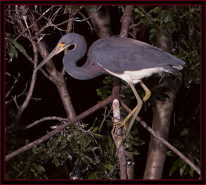 Tricolored Heron