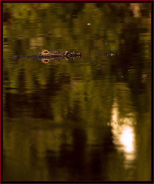 Pond Gator