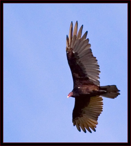 Turkey Vulture Fly By
