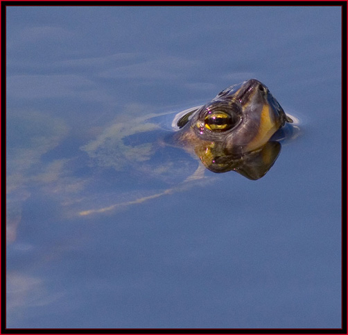 Turtle at the Rookery Pond