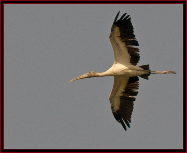 Wood Stork in Flight