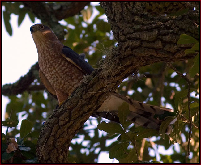 Cooper's Hawk