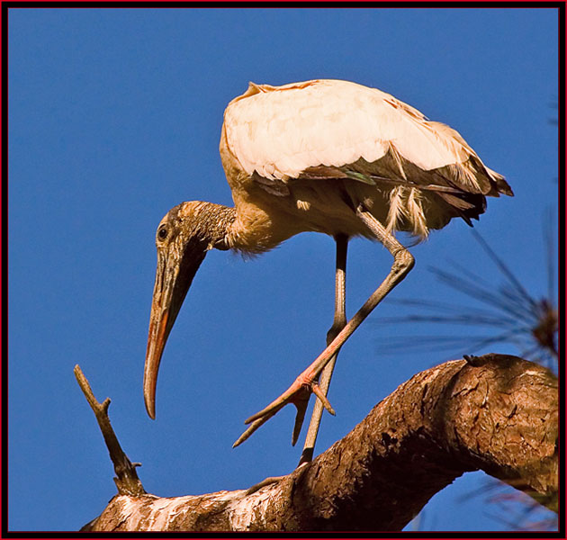 Wood Stork