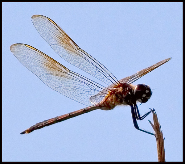 Dragonfly