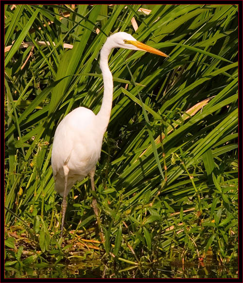 Great Egret