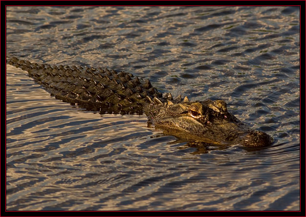 American Alligator