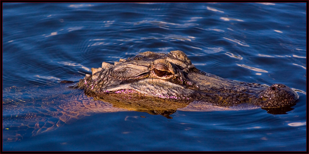 Gator Close Up - SNWR