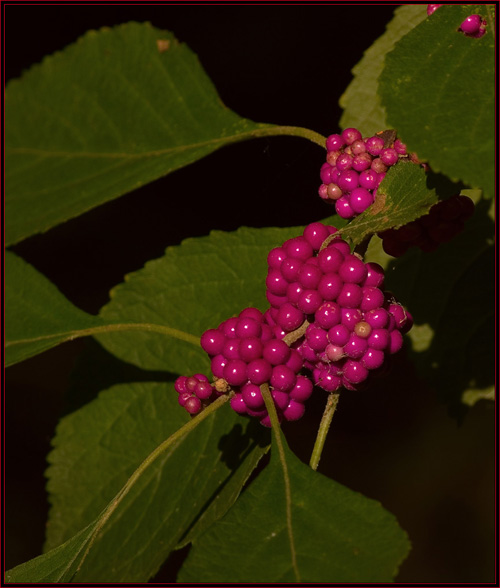 Berries Along the Roadway