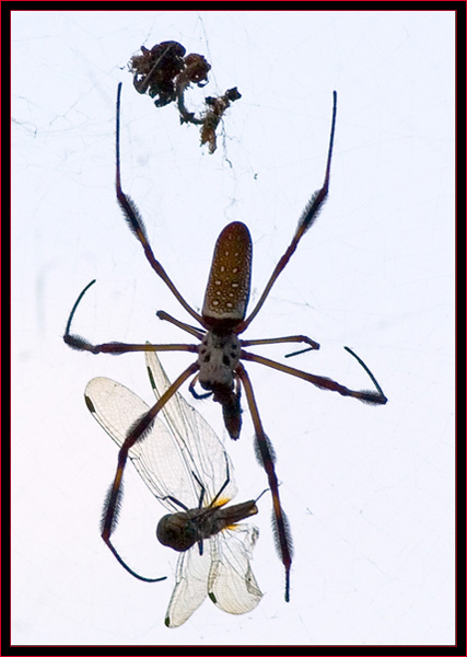 Spider with Lunch