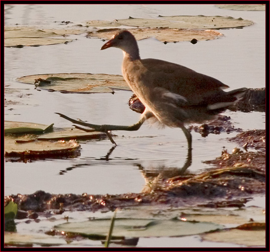 Moorhen on the lily-pads