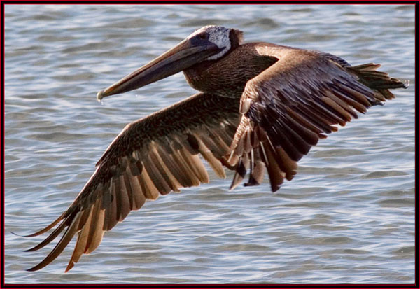 Brown Pelican on the Wing