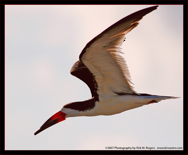 Black Skimmer Fly-by