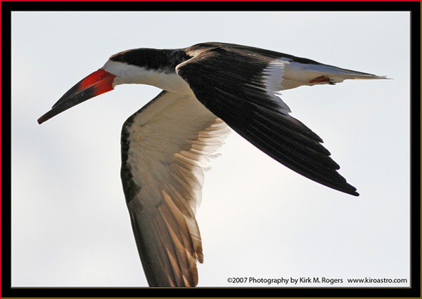 Black Skimmer Fly-by