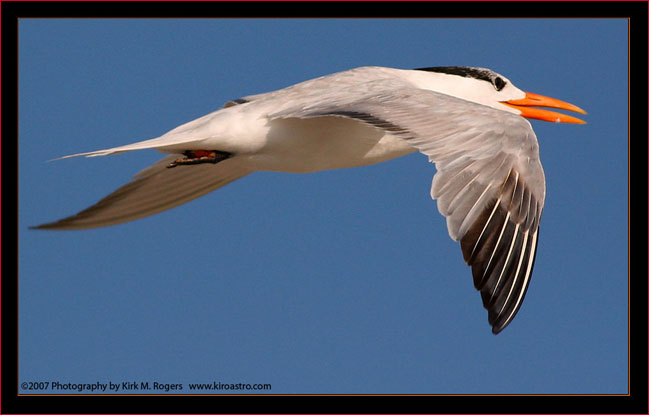 Royal Tern