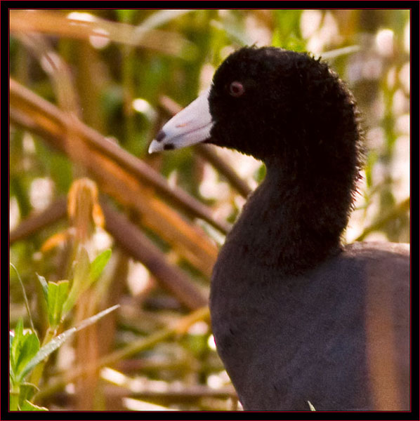 American Coot