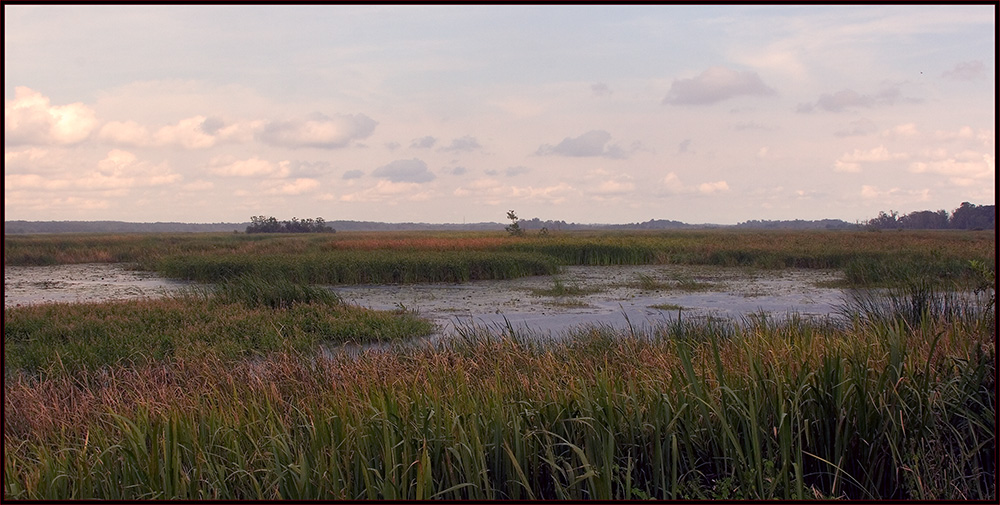 in Savannah National Wildlife Refuge