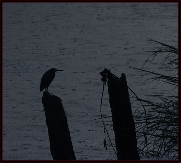 Green Heron on a Rainy Morning