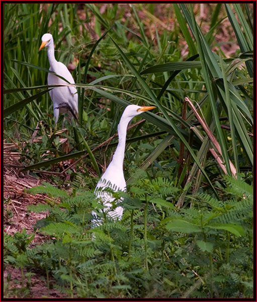 Egret Pair