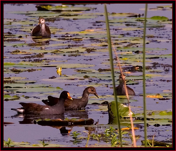 Moorhens Out and About