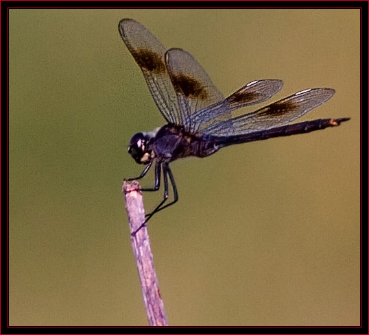 Dragonfly