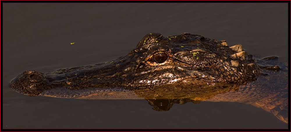 Gator Up Close