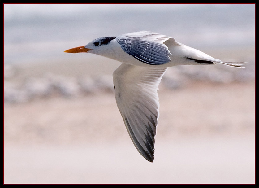 Tern Fly-by