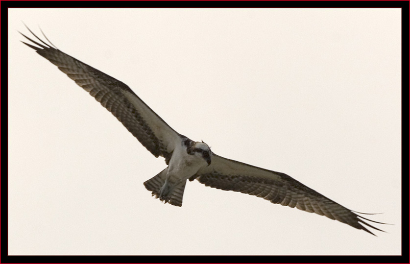 Osprey