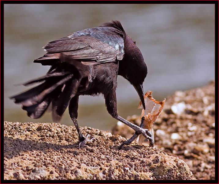 American Crow