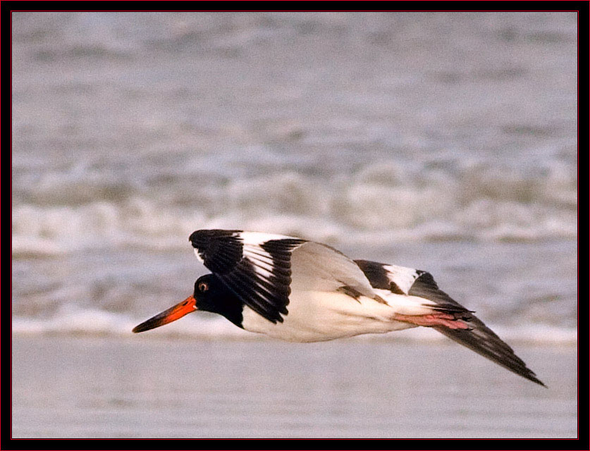 American Oystercatcher