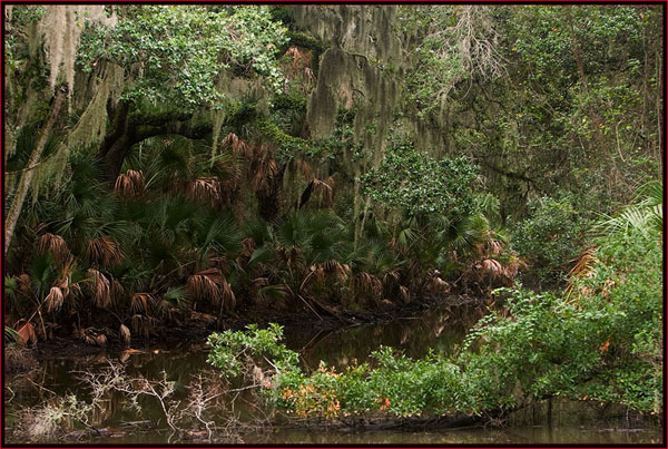 Northeast Florida View