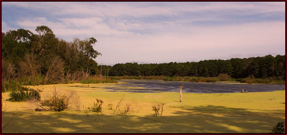 View from Harris Neck National Wildlife Refuge