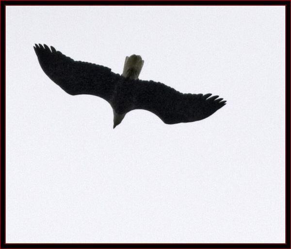 Blad Eagle Overhead