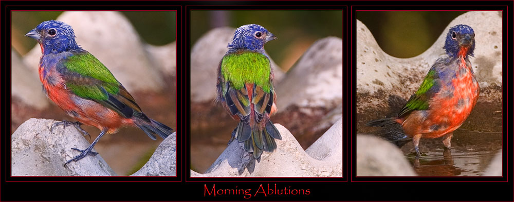 Painted Bunting