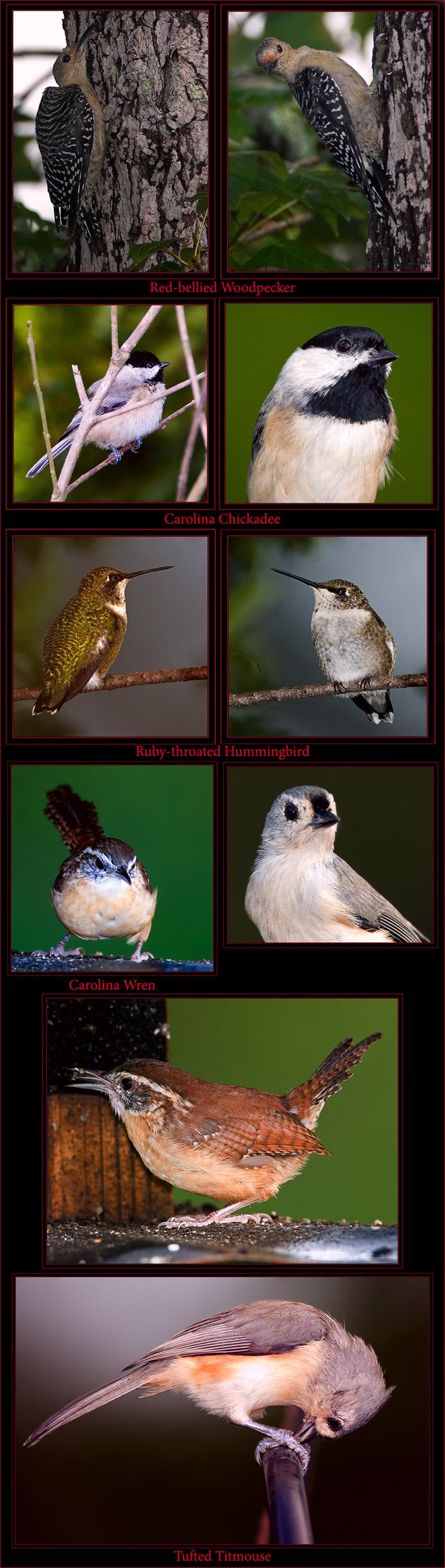 Skidaway Island Birds