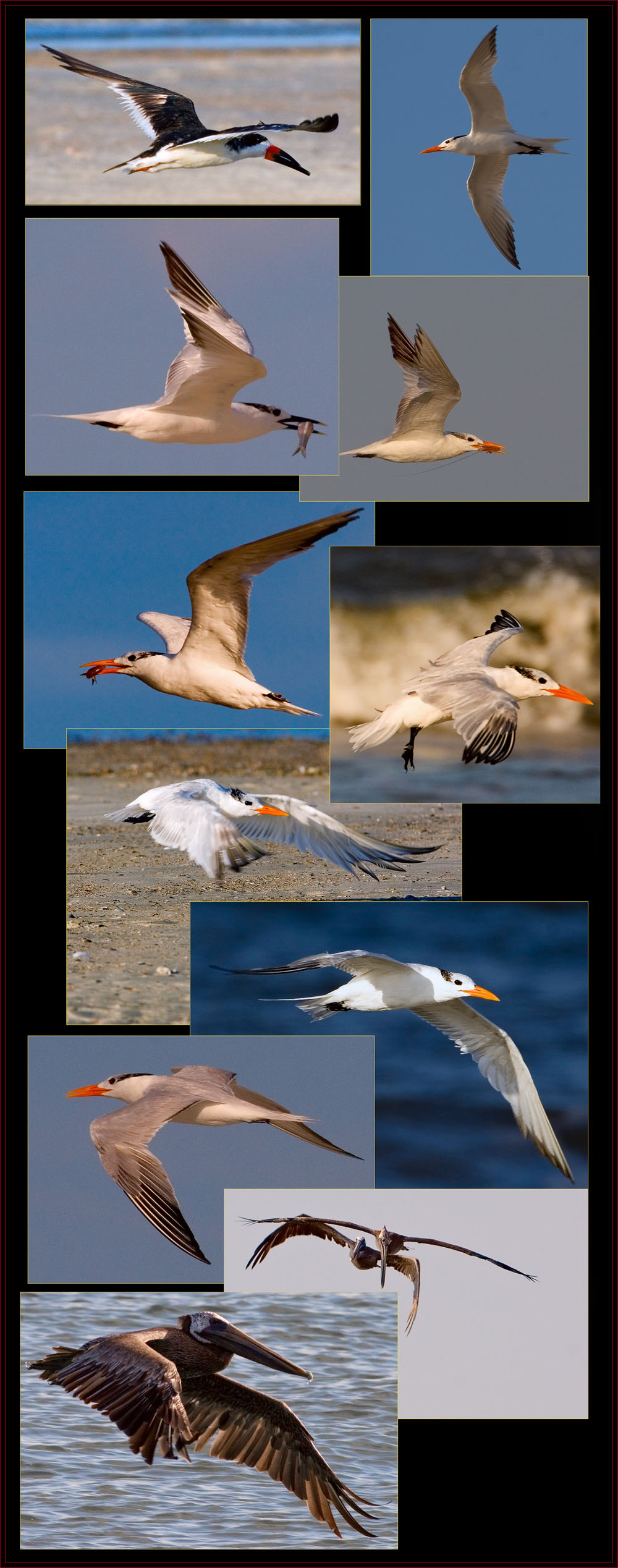 Wing Shots - Black Skimmer, Royal & Sandwich Terns, Brown Pelicans