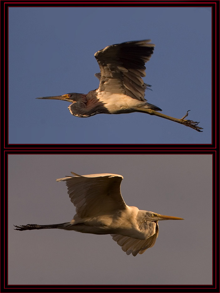 Tricolored Egret & Great Heron in Flight