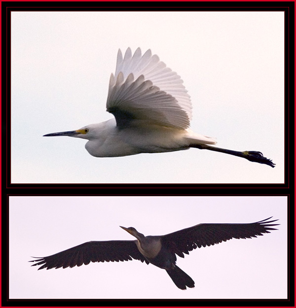 Great Egret & Anhinga in Flight