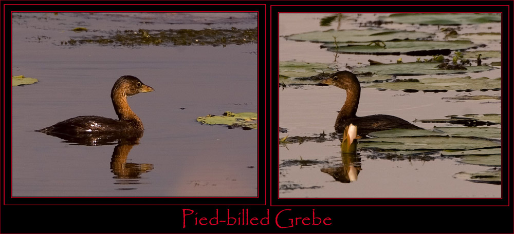 Pied-billed Grebe