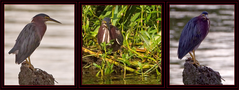 Green Heron Views