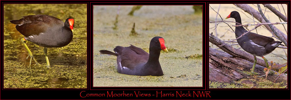 Moorhen Views - Harris Neck National Wildlife Refuge